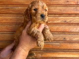 5 chiots Cockers Spaniel Anglais fauves à réserver LOF