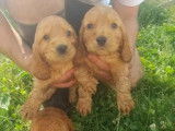 5 chiots Cockers Spaniel Anglais fauves à réserver LOF