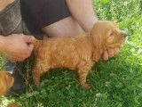 5 chiots Cockers Spaniel Anglais fauves à réserver LOF