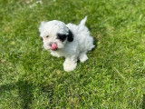 Chiots Shih Tzu croisés Bichon Maltais à vendre