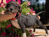 1 chiot Staffordshire Bull Terrier à vendre, mâle noir plastron blanc, LOF