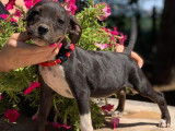 1 chiot Staffordshire Bull Terrier à vendre, mâle noir plastron blanc, LOF