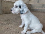 6 chiots Setters Anglais à réserver LOF