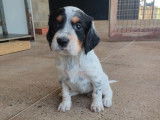 6 chiots Setters Anglais à réserver LOF