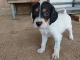 6 chiots Setters Anglais à réserver LOF