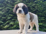 9 chiots St Bernard LOF de mars 2022, bicolores à vendre