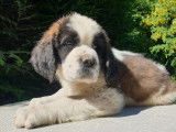 9 chiots St Bernard LOF de mars 2022, bicolores à vendre
