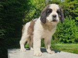 9 chiots St Bernard LOF de mars 2022, bicolores à vendre