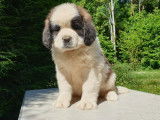 9 chiots St Bernard LOF de mars 2022, bicolores à vendre