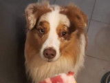 Recherche jolie femelle Berger Australien pour saillie