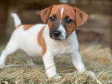 Vente de 3 chiots Jack Russell Terrier LOF mâles tricolores