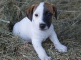 Vente de 3 chiots Jack Russell Terrier LOF mâles tricolores