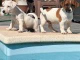 Vente de 3 chiots Jack Russell Terrier LOF mâles tricolores