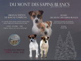 Vente de 3 chiots Jack Russell Terrier LOF mâles tricolores
