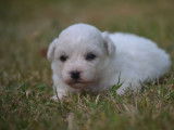 R&eacute;servation pour 5 chiots type Bichons Fris&eacute;s non-LOF blancs