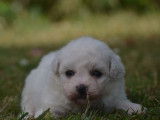 R&eacute;servation pour 5 chiots type Bichons Fris&eacute;s non-LOF blancs