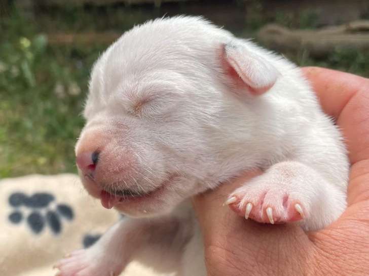 Réservation pour 5 chiots Dogues Argentins LOF blancs
