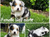 À réserver, 7 chiots Bergers Américains Miniatures non-LOF