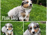 À réserver, 7 chiots Bergers Américains Miniatures non-LOF