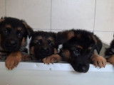 À réserver, 4 chiots Bergers Allemands, noir et fauve LOF