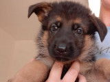 À réserver, 4 chiots Bergers Allemands, noir et fauve LOF