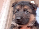 À réserver, 4 chiots Bergers Allemands, noir et fauve LOF