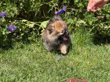 Vente de 3 chiots Spitz Allemands Nains de 2022, non-LOF