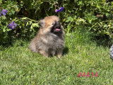 Vente de 3 chiots Spitz Allemands Nains de 2022, non-LOF