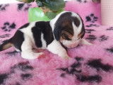 9 chiots Bassets Hounds à réserver, tricolores LOF