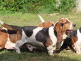 9 chiots Bassets Hounds à réserver, tricolores LOF