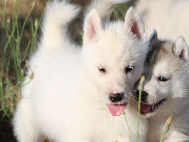 Réservation pour 8 chiots Huskies Sibériens, LOF, blancs ou bicolores