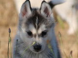 Réservation pour 8 chiots Huskies Sibériens, LOF, blancs ou bicolores