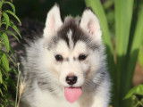 Réservation pour 8 chiots Huskies Sibériens, LOF, blancs ou bicolores
