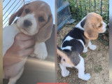 5 chiots Beagles LOF tricolores à réserver, 4 femelles et 1 mâle