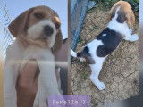 5 chiots Beagles LOF tricolores à réserver, 4 femelles et 1 mâle