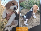 5 chiots Beagles LOF tricolores à réserver, 4 femelles et 1 mâle