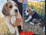 5 chiots Beagles LOF tricolores à réserver, 4 femelles et 1 mâle