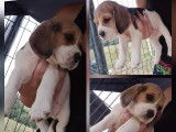 5 chiots Beagles LOF tricolores à réserver, 4 femelles et 1 mâle