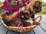 4 chiots Shih Tzus LOF au pelage fauve charbonn&eacute; &agrave; vendre