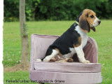 Un chiot mâle LOF Beagle tricolore disponible tout de suite