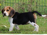 Un chiot mâle LOF Beagle tricolore disponible tout de suite