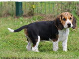 Un chiot mâle LOF Beagle tricolore disponible tout de suite