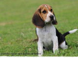 Un chiot mâle LOF Beagle tricolore disponible tout de suite