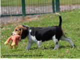 Un chiot mâle LOF Beagle tricolore disponible tout de suite