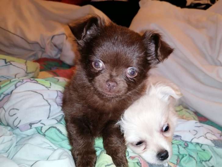 À vendre 3 chiots Chihuahuas mâles non LOF bleus ou chocolat