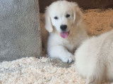 4 chiots Golden Retrievers sable LOF &agrave; vendre