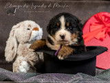 À réserver des chiots Bouviers Bernois tricolores LOF