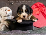 À réserver des chiots Bouviers Bernois tricolores LOF