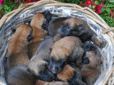 &Agrave; r&eacute;server 9 chiots Malinois LOF au pelage fauve charbonn&eacute;