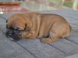 Chiots Bouledogues Français LOF à vendre